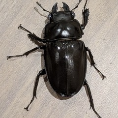 徳之島　山クビリ林道産　アマミマルバネクワガタ　3匹の画像