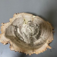 珪化木（木化石）②の画像