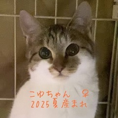 こゆちゃん♀ 2025年8月生　2月２２日（日）立川市クレバリー...