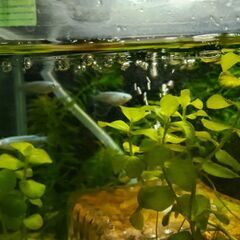 水槽とメダカの画像