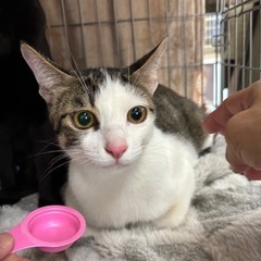 2月8日（日）💖基山町園部の譲渡会に参加します（ウイルス検査✅去...