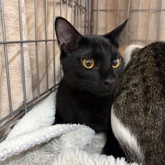 2月8日（日）💖基山町園部の譲渡会に参加します（ウイルス検査✅去...