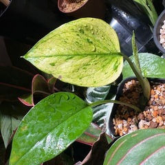 ポトス　テルノ　アマゾンの画像