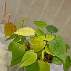当日カット　フィロデンドロン　レモンライムの画像