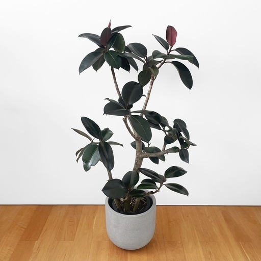 観葉植物 フィカス バーガンディ