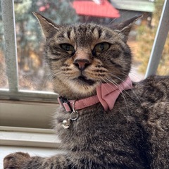 おだやかな5〰️6歳くらいの女の子🎀 - 猫