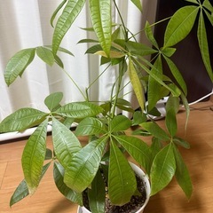 【受渡者決定済み】観葉植物　パキラの画像