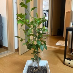 【受渡者決定済み】観葉植物　ガジュマルの画像