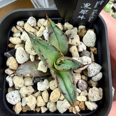 🌟No.26🌟小株【黒犀牛】の画像