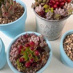 多肉植物　ガーデニング　植物　サボテンの画像