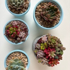 多肉植物　ガーデニング　植物　サボテンの画像