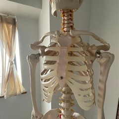 人体模型　170センチ等身大　可動式の画像