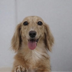 ミニチュアダックスフンド