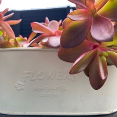 鉢ごと多肉植物の画像