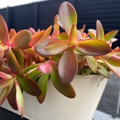 鉢ごと多肉植物の画像
