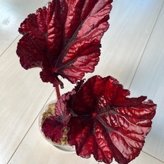 受渡予定　レックスベゴニア　株分け　観葉植物の画像