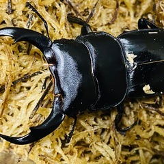 ①シェンクリングオオクワガタ   新成虫ペアの画像