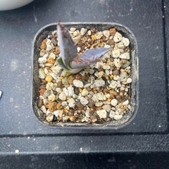 アガベチタノタBBの画像