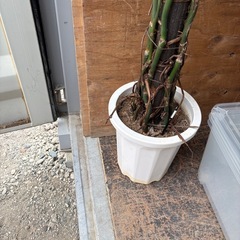 植木の画像