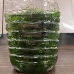 ウィーローモス沢山　水草の画像