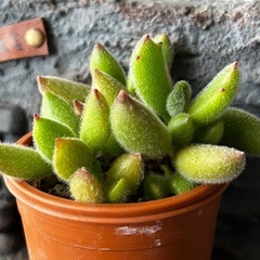 子猫の爪②       多肉植物の画像