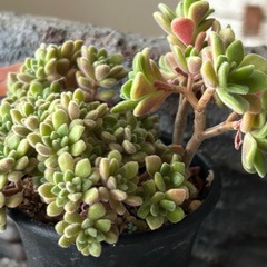 アエオニウム　トルツオサム
の画像