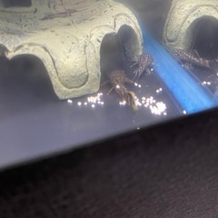 5匹300円 ミニブッシー プレコの画像