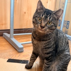 4月16日 むかわ町にて保護 （仮）サジーちゃん