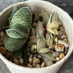 ガステリア　富士の画像