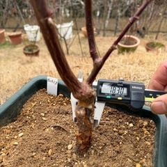 バラ苗8号　   5の画像