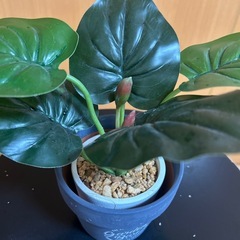 【2/20まで】フェイクグリーン 陶器鉢付き の画像