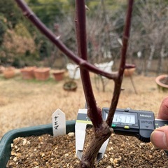 つるバラ苗8号　　7の画像