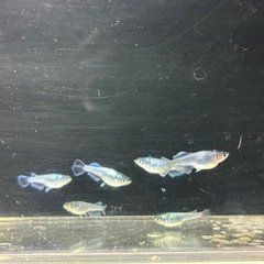 道中メダカ🌊マーメイドブルー6匹の画像