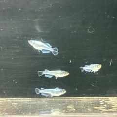 道中メダカ🌊マーメイドブルー6匹の画像