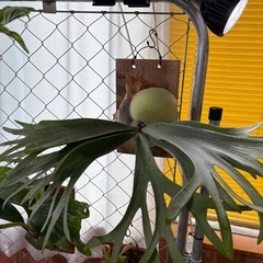 ビカクシダ大型5品種セットの画像