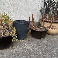 植木鉢　いろいろ　の画像