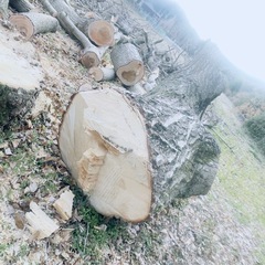 銀杏の原木切り倒し済みの画像