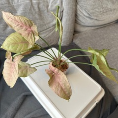 シンゴニウム　ネオン①  観葉植物の画像
