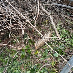 【引き取り限定】桜の木 枝木 薪ストーブ用 加工用 切りっぱなし 現状渡し 差し上げます!! 早い者勝ち！ の画像