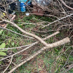 【引き取り限定】桜の木 枝木 薪ストーブ用 加工用 切りっぱなし 現状渡し 差し上げます!! 早い者勝ち！ の画像