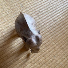 木彫りの象
の画像