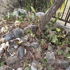 庭石　　岩　造園の画像