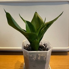 サンスベリア　観葉植物の画像