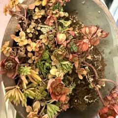 多肉植物の画像