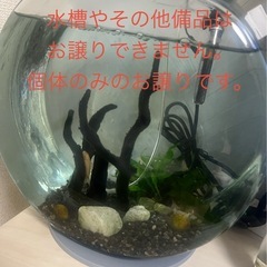 オトシンクルス　1匹　コリドラス2匹　アクアリウムの画像