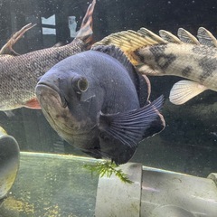 タイガーオスカーの画像