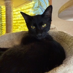 保護猫 里親募集