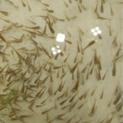 【成約済】（問い合わせの前に必ず本文を見てからお問い合わせください。） オランダローズテール稚魚の画像