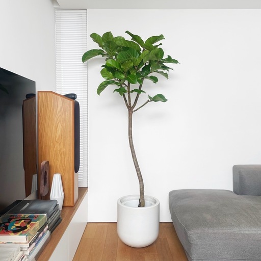 観葉植物 アフリカンプリンス 195cm 10号