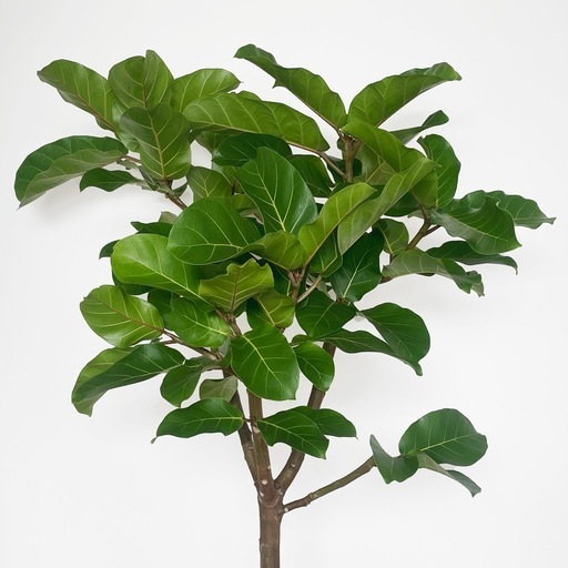 観葉植物 アフリカンプリンス 195cm 10号